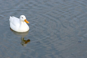 White duck swims in the water of a pond