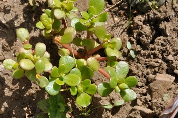 Purslane vegetable garden in a garden