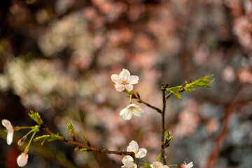 桜