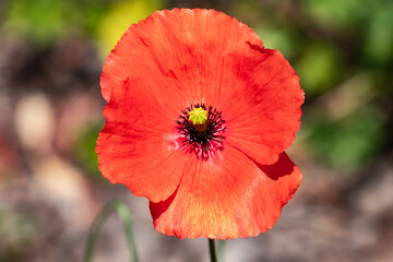 Papaver rhoeas, common names are common poppy, corn poppy, corn rose, field poppy, Flanders poppy, and red poppy, is an annual herbaceous species of flowering plant in the poppy family Papaveraceae.