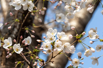 桜