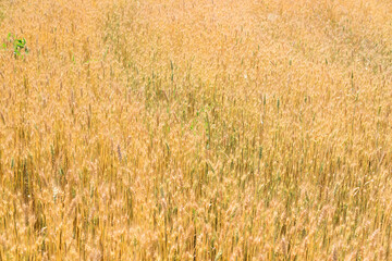 golden wheat field in summer