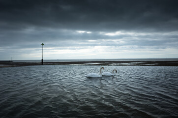 UK Swans in tidepool