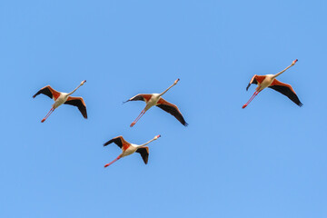 Flying greater flamingos