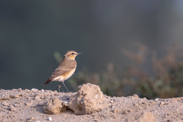 Isabelline Wheater foraging at dawn