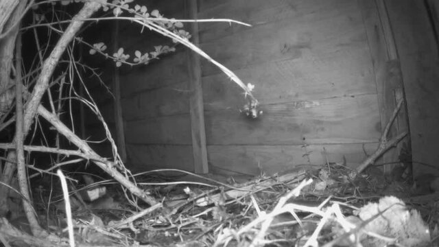 Wood mouse (Apodemus sylvaticus) jumping onto the camera.