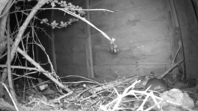 Wood mouse (Apodemus sylvaticus) eating on the right side of the camera.