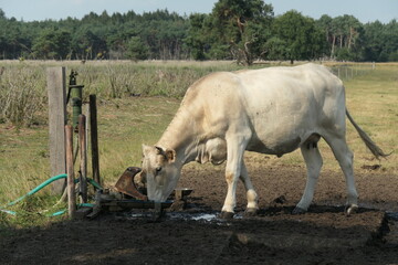 A white cow (Cream coloured) is standing in the pasture drinking water from a drinking bowl. Charolais.