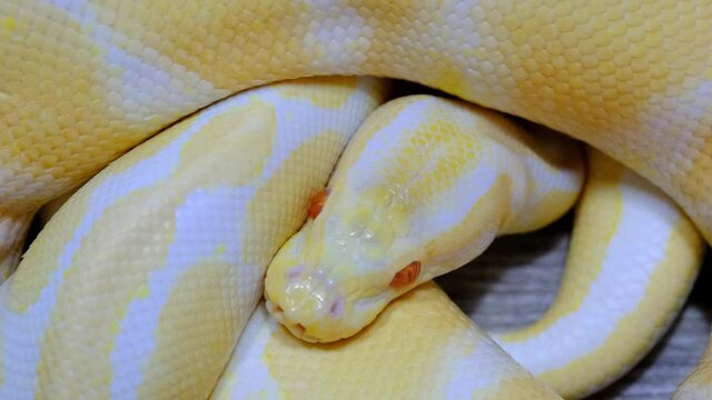 Snake that subdues its prey by constriction. close up feeding. (Exotic Pet), Texture of royal ball python's snakeskin.