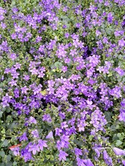 flowers in the garden