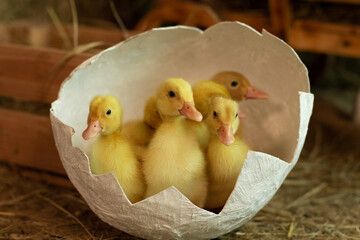 cute yellow ducklings sitting in eggshells