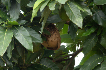Avocado tree with hive the bee or wasp