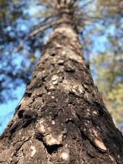 Fototapeta premium tree