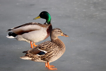 Couple of mallard ducks standing on melting ice. Male and female wild ducks on spring lake