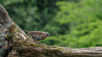 Close-up of a Dunnock, Prunella modularis, bird on a fallen tree trunk in the UK