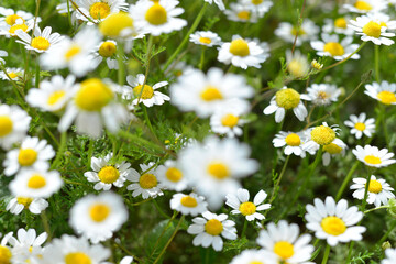 Beautiful chamomile flowers in meadow. Spring or summer nature scene with blooming daisy flowers. Soft focus
