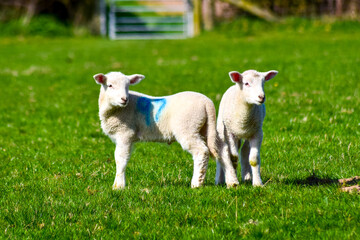 Obraz premium Curious wool