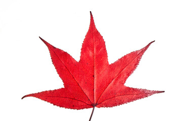 Single red autumn liquidambar or maple leaf isolated on white background, clipping path