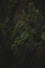 Dark green pine needles against a black background in the Canadian forest.