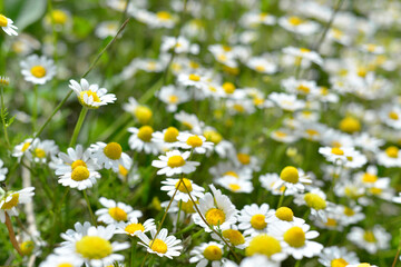 Beautiful chamomile flowers in meadow. Spring or summer nature scene with blooming daisy flowers. Soft focus