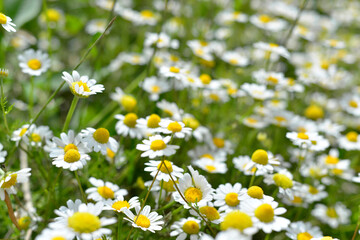 Obraz premium Beautiful chamomile flowers in meadow. Spring or summer nature scene with blooming daisy flowers. Soft focus
