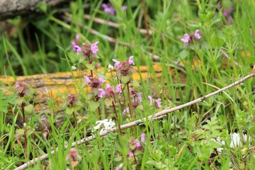 Pink flowers of Lamium purpureum in the spring forest