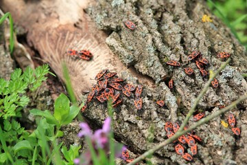 Red bugs Pyrrhocoris apterus in the spring forest