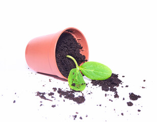 A young sprout sprouts in a pot on a white background. Seedling close-up. A new life. Cultivation.