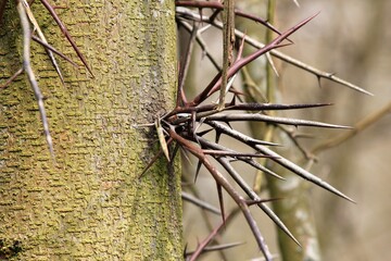Sharp needles of Gleditsia triacanthos on a tree trunk