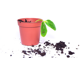 A young sprout sprouts in a pot on a white background. Seedling close-up. A new life. Cultivation.
