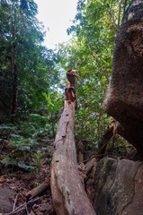 Takamaka tree dead in the forest