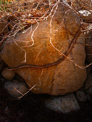 Garden Rock with Lichens. Vine Wrapped Round Boulder.