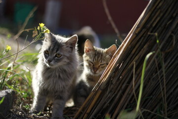 adorable cats peeking out in nature