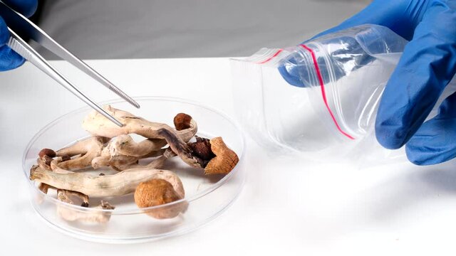 Packaging magic mushrooms for microdosing in a plastic bag at laboratory.