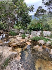 Obraz premium river in the forest