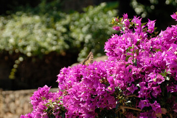 Obraz premium flowers in the garden