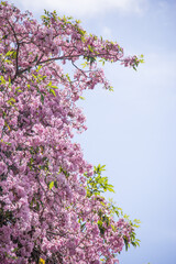 Pink Tecoma tree (called as pink trumpet tree) with blooming flowers on blue sky 
