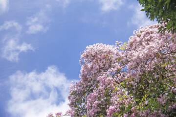 Pink Tecoma tree (called as pink trumpet tree) with blooming flowers on blue sky 
