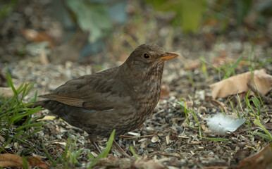 A blackbird sit on the ground in Jena