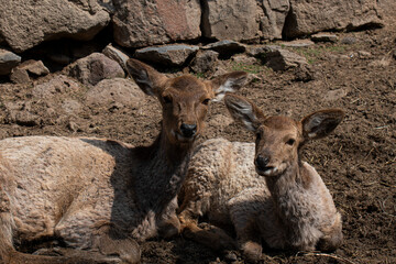 Red Deer in the park