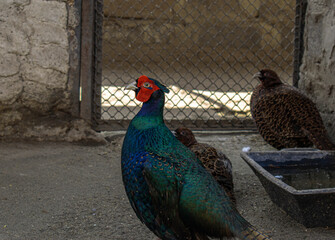 Jungle Fowl (Female) in the Jungle of Sattal, Uttrakhand