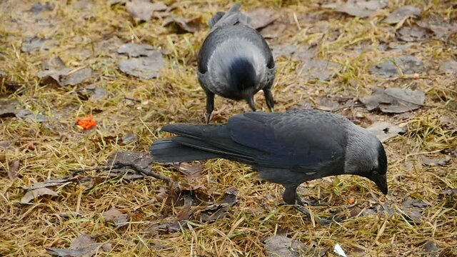 jackdaws scatter fallen leaves with sharp beaks close up 