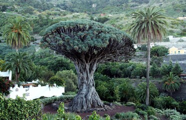 Icod, España; 01 19 2016. El antiguo ejemplar de Drago canario (Dracaena drago) tiene 800-1000...