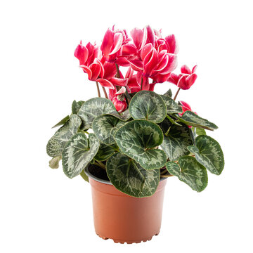 Red and white cyclamen flowers