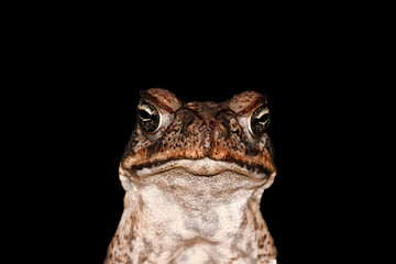 Toad with puckered lips. Princess and the frog fairytale concept. Cane Toads are pest to Australia and is a native to South and mainland Central America