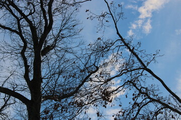 trees under a cloudscape