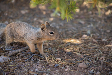 Squirrel looking in the distance