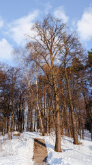 The stairway to the hill amongst the trees in Tsaritsyno park