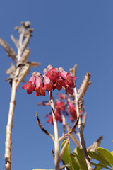 red bell flowers with blue sky
