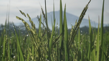 The dewy rice seeds are about to be harvested